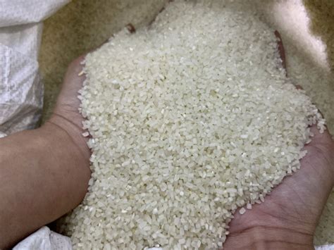 Rice Exports Top 900 Million Cambodianess