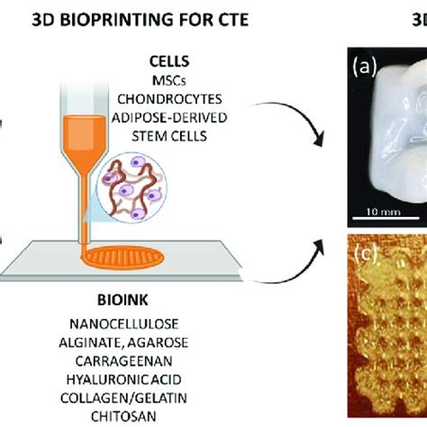 Chitosan Based Bioinks Employed For Cartilage Tissue Engineering