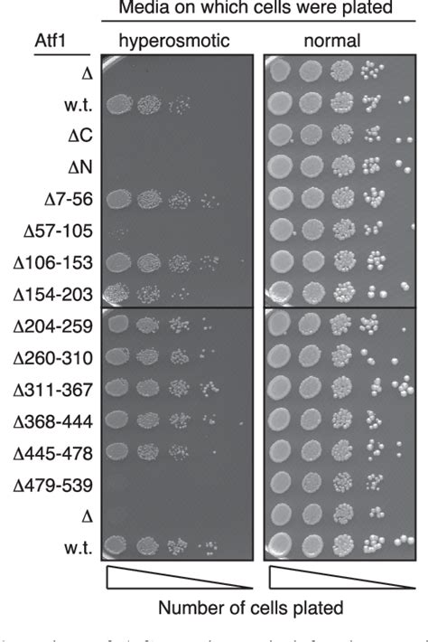 Figure 2 From Distinct Regions Of Atfcreb Proteins Atf1 And Pcr1