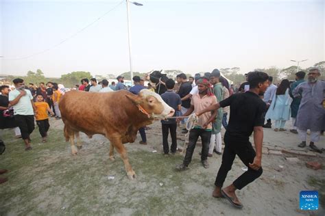 Bangladeshs Largest Livestock Exhibition Kicks Off In Dhaka Xinhua