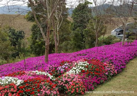 รูป Flora Park Wongnai