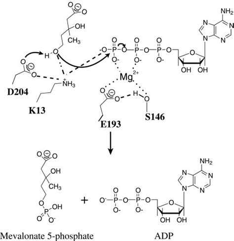 A Schematic Of The Proposed Catalytic Mechanism Of Mevalonate Kinase