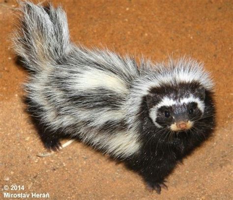 Saharan Striped Polecat Ictonyx Libyca Libyca