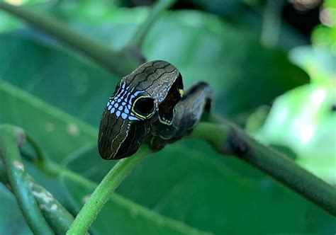 Southern Pink Underwing Moth Habitat Restoration – Envite Environment