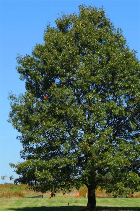 Buy Northern Red Oak Tree Quercus Rubra Free Shipping Wilson Bros