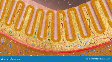 Las Mol Culas Digestivas Atraviesan Las Membranas Celulares Del