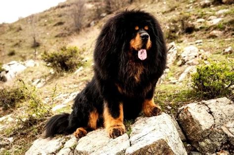 Dimensões do Mastim Tibetano 19 fotos quanto pesa um cão adulto