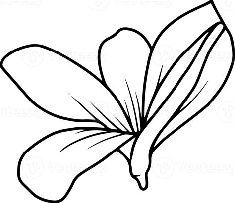 hand drawn flower sketch  art  png