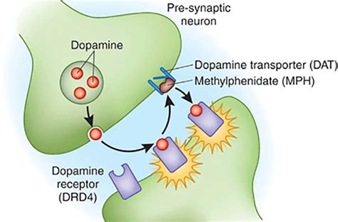 Dopamine Receptors Function