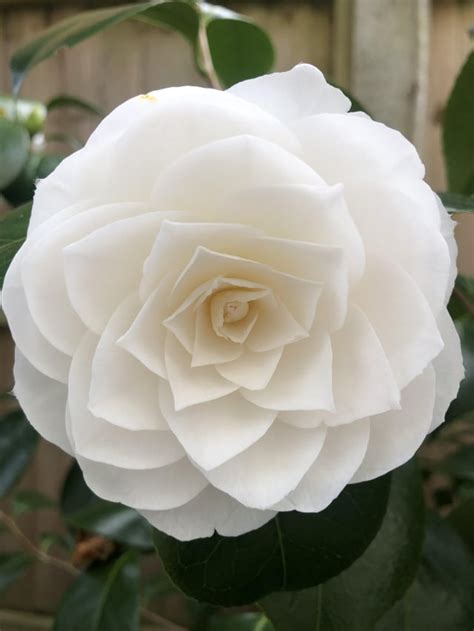 A perfect Camellia flower : r/gardening