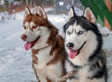 Siberian Husky Mix Breeds: 31 Unique Combinations