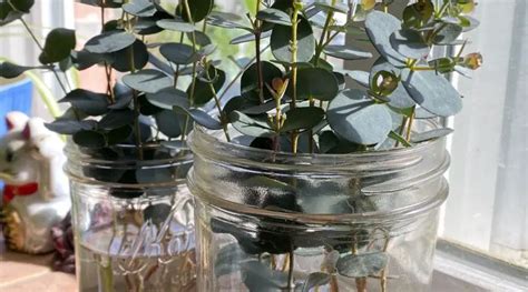 How To Grow Eucalyptus From Cuttings Slick Garden