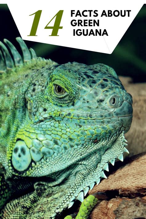 14 Fun Facts About The Iguana In Costa Rica Artofit