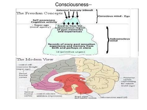 Ppt Anatomical And Physiological Bases Of Consciousness And Sleep