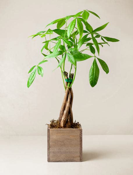 Money Tree Plant Gift | Gift for Luck & Prosperity – Lula's Garden