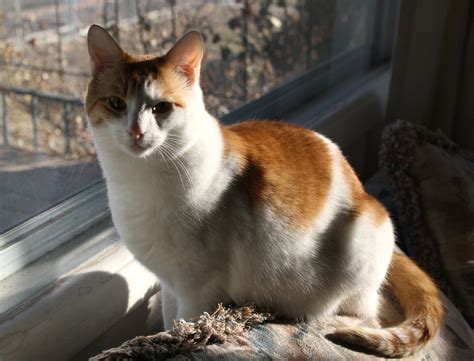 Orange And White Spotted Cat