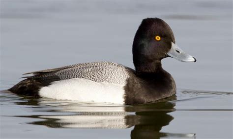 Diving ducks | definition | characteristics | species - Duck life