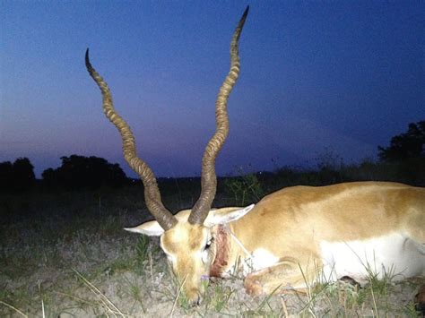 Blackbuck Antelope Hunting in Texas at Shonto Ranch • Blackbuck Hunts