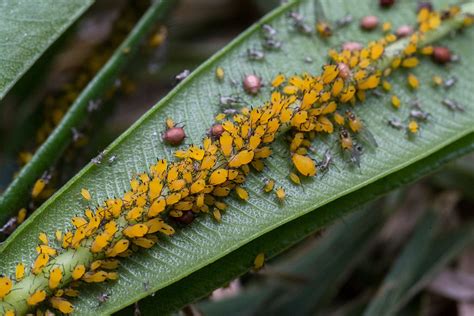 10 Fascinating Facts About Aphids