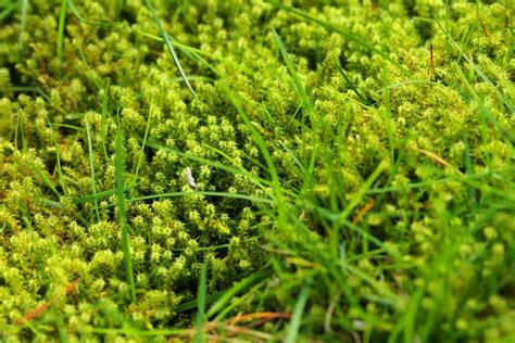 How To Create A Moss Lawn In 5 Easy Steps