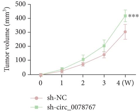 Circ Knockdown Promoted Tumor Growth In Vivo A B Tumor