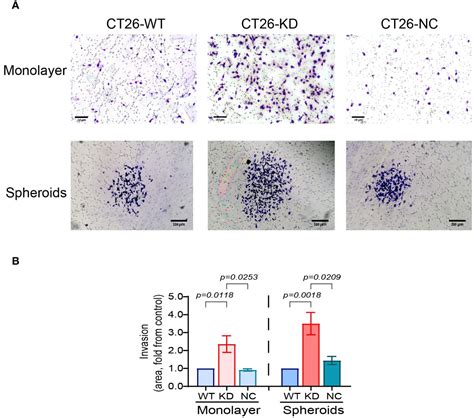 Frontiers Emmprin Promotes Spheroid Organization And Metastatic