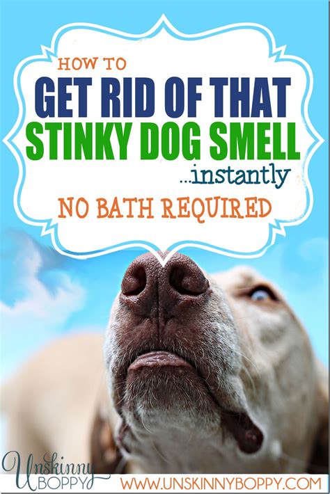 How to Get Rid of Stinky Dog Smell - Instantly! - NO Bath Required!