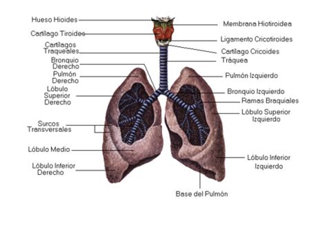 Sistema Respiratorio Flashcards Quizlet