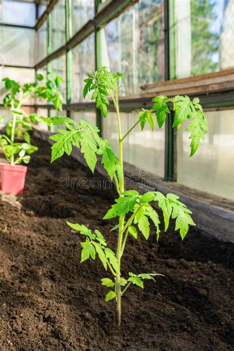 Mudas De Tomate Plantadas Em Estufa Na Primavera Horticultura No