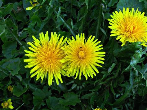 Sonchus Oleraceus (Common Sowthistle): Identification And Edible Uses | ForagingGuru