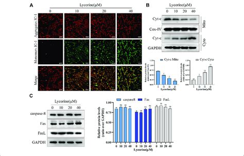 Lycorine Induced Mitochondrial Apoptosis Of Hsfs A Hsfs Were