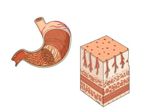 Estructura Del Est Mago Vector Educativo M Dico