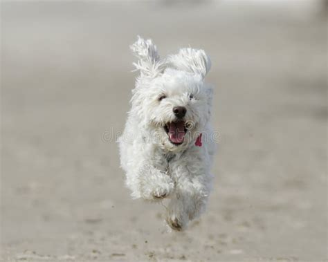 Small White Dog Running On Beach Stock Image Image Of Sand Happy