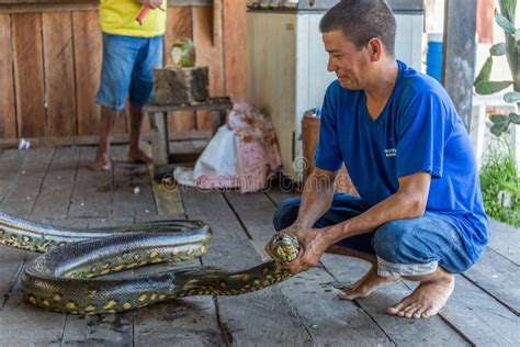 Brazilian Man Holding a Large Giant Green Anaconda Snake by the Neck with Bare Hands in a Hut on ...