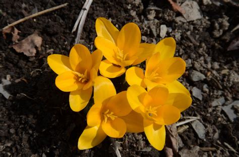 The Essential Spring Flower The Crocus Harvesting History