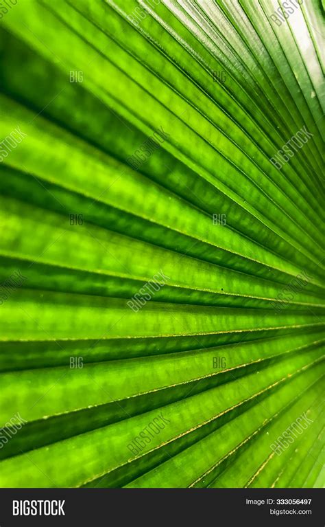 Green Anahaw Leaf. Image & Photo (Free Trial) | Bigstock