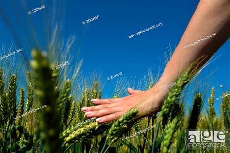 Hand In Wheat Field Harvest And Gold Food Concept Stock Photo