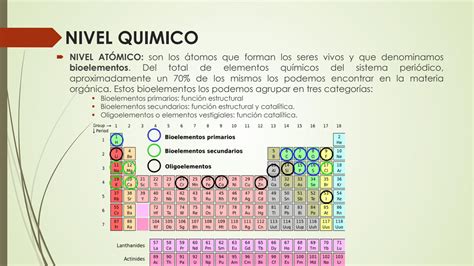 SOLUTION Niveles De Organizaci N De Los Seres Vivos Studypool