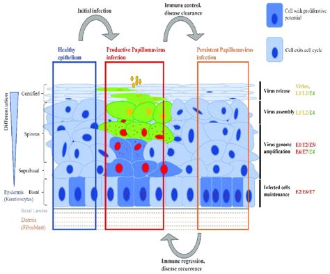 Human Papillomavirus Infection Of Stratified Epithelium In Healthy