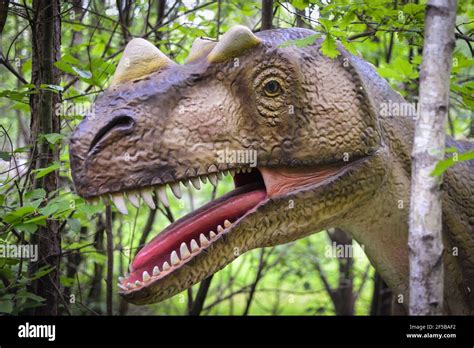 Eye To Eye With Dinosaurs Lifesize Model Of An Allosaurus Stock Photo