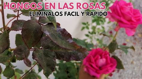 Como Eliminar Los Hongos De Los Rosales Y Rosas Chuyito Jardinero YouTube