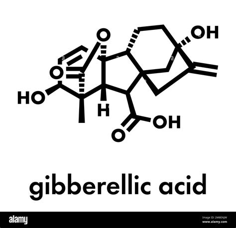 Gibberellic Acid Gibberellin A3 Ga3 Plant Hormone Molecule Skeletal Formula Stock Vector