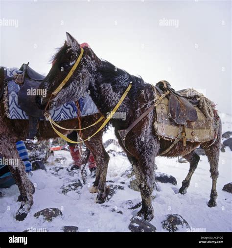 Mule Equus Asinus X Caballus Hi Res Stock Photography And Images Alamy