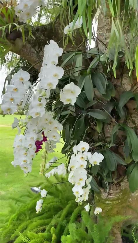 Muy buenos días Pasión Por Las Orquideas