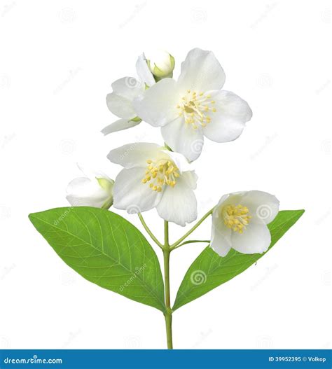 2,053 Purple Jasmine Flower Photos - Free & Royalty-Free Stock Photos