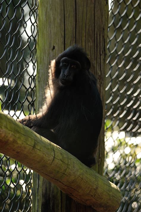 Hecks Macaque Flickr