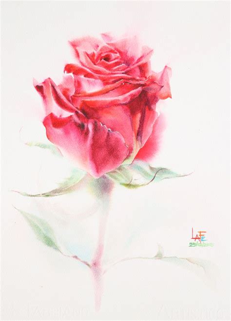 Watercolor Without Drawing Rose By Lafe Ef Abstract Flower