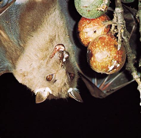 5 Surprising Facts About Bats | Britannica