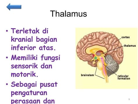 Anatomi Sistem Saraf PPT