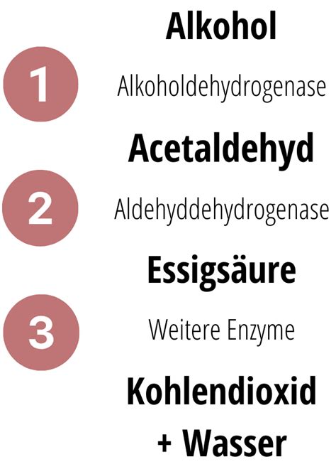 Auswirkungen von Alkohol auf den Körper